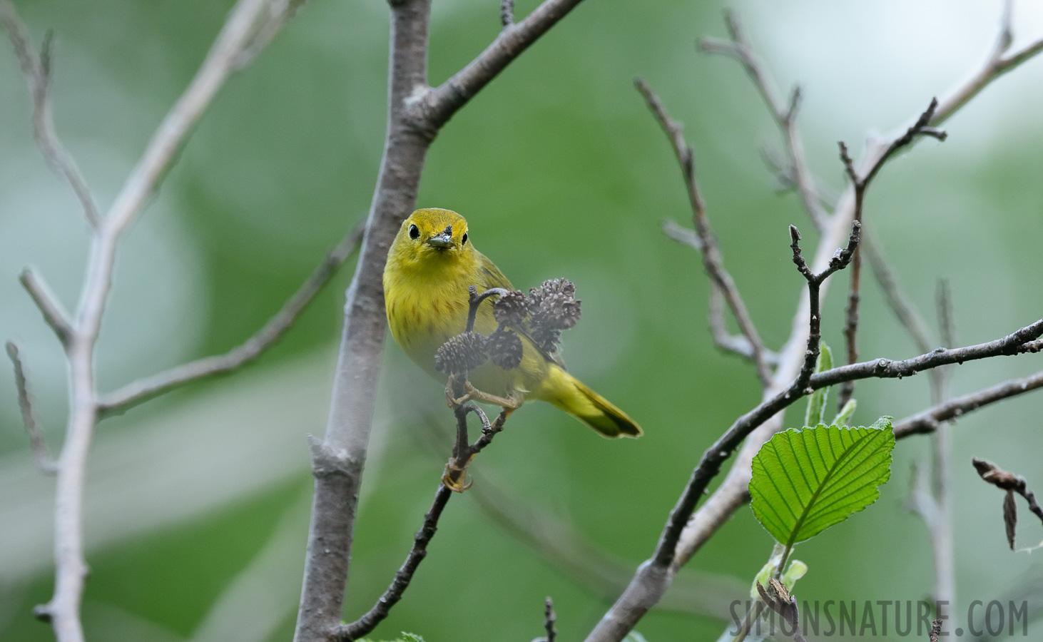 Setophaga petechia [400 mm, 1/400 sec at f / 7.1, ISO 1600]